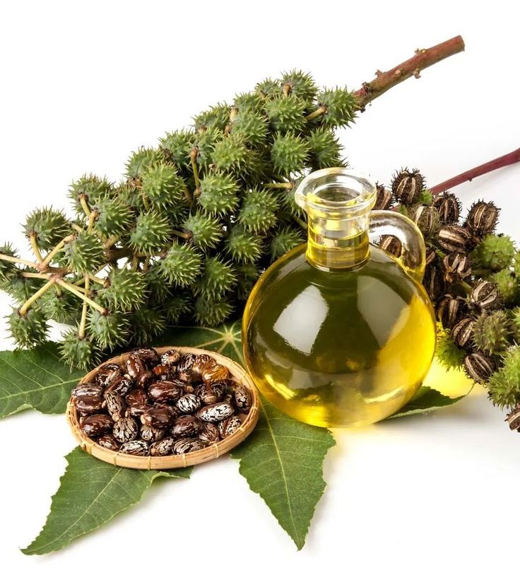 Castor Oil 1000068802