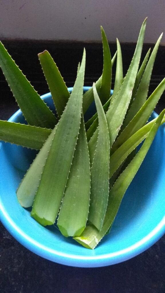 Aloe Vera 7609f0e280a6100cdb1e6e0ea155f5ea