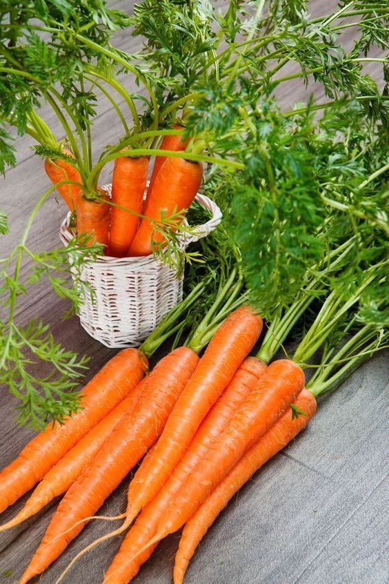 Benefits of carrots c54ef9dd40b7ff98291fc1bb0803e0f1