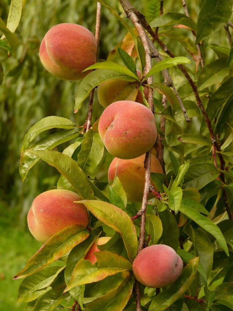 The Sweet Benefits Of Peaches peaches, peach tree, malum persicum, fruit, ripe, juicy, meal, food, plantation, peach tree, peach tree, peach tree, peach tree, peach tree