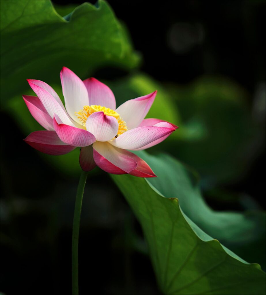 Vibrant lotus flower blooming amidst lush green leaves in serene garden setting.