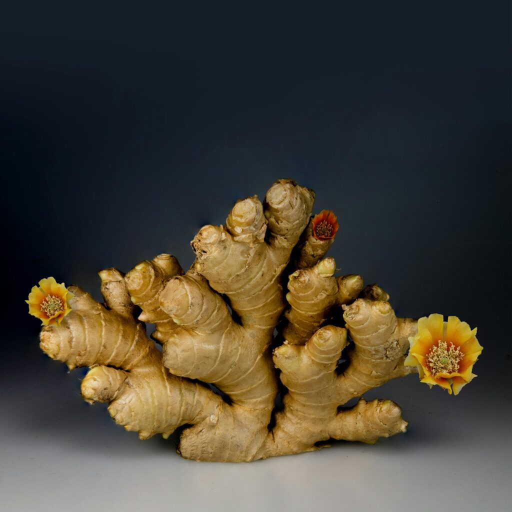 Benefits Of Ginger A dramatic still life of ginger root adorned with colorful flowers.