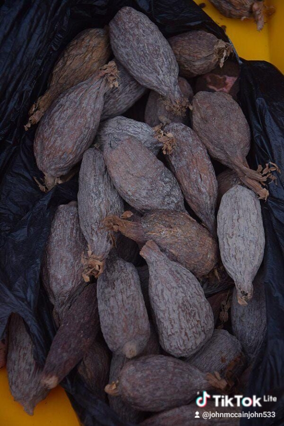 ALLIGATOR PEPPER 2412732f cbbc 48a4 9a4e d79a294dca91 0 watermark