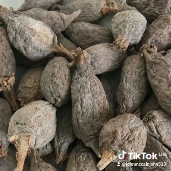 ALLIGATOR PEPPER 2412732f cbbc 48a4 9a4e d79a294dca91 2 watermark