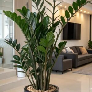 beauty of in door plants