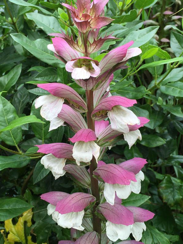 Acanthus 5cc58127560400f3bf1ef427652992ad