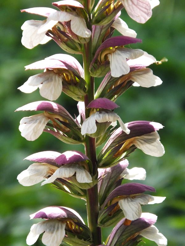 Acanthus 6464c24c5222f04f8a6d9a4ead28d5b0