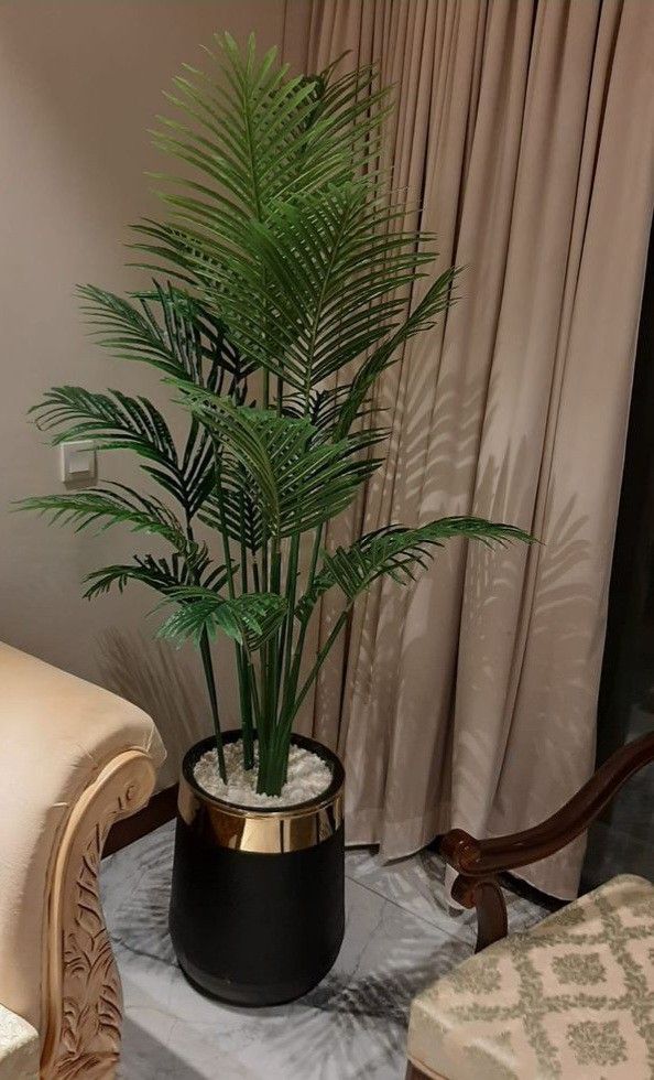 beauty of in door plants beauty of in door plants