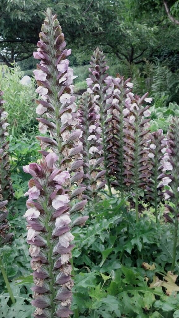 Acanthus d9d313bde32cfc651dffaa12264694c9