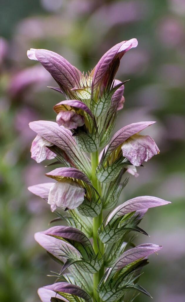 Acanthus eba71a678ea647cdcfe90a8dacd3884b