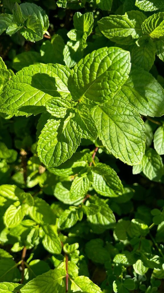 Lemon balm 27322