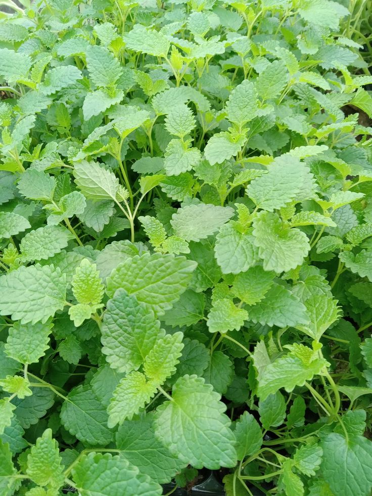 Lemon balm 27323