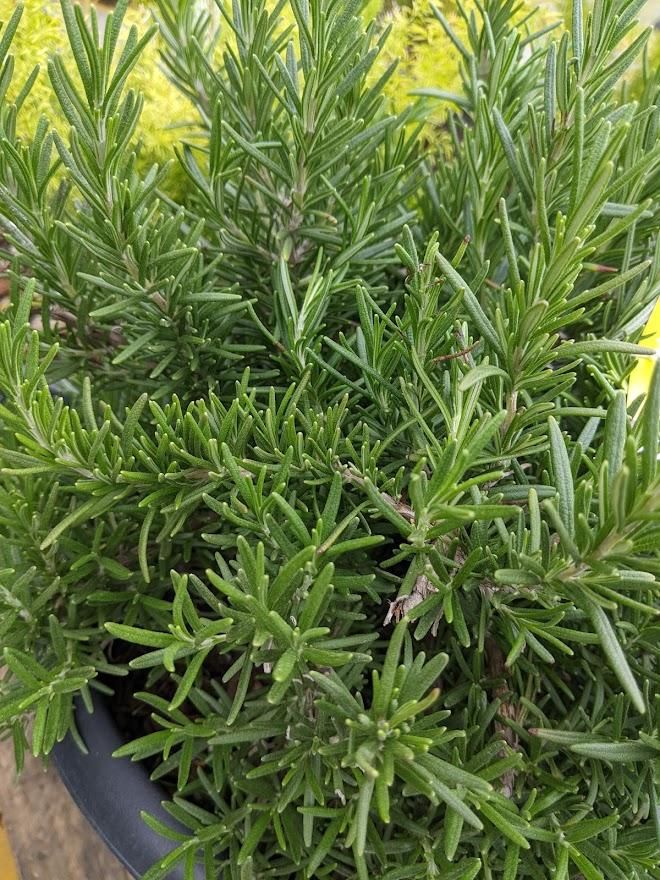 Rosemary plant 27807