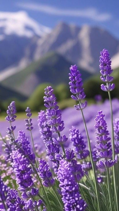 67c94330dc94bc0f0bce9cfe6eac3a1d