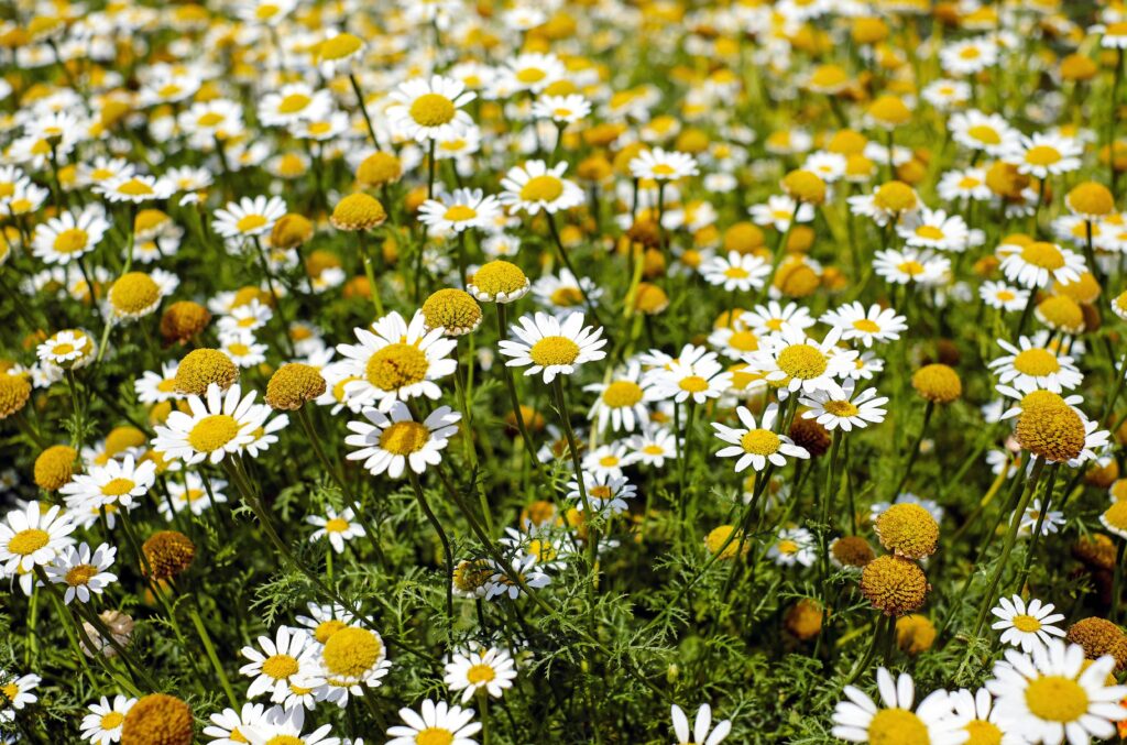 MEDICINAL BENEFITS OF A CHAMOMILE FLOWER A lush field of chamomile flowers in full bloom during a bright summer day outdoors.