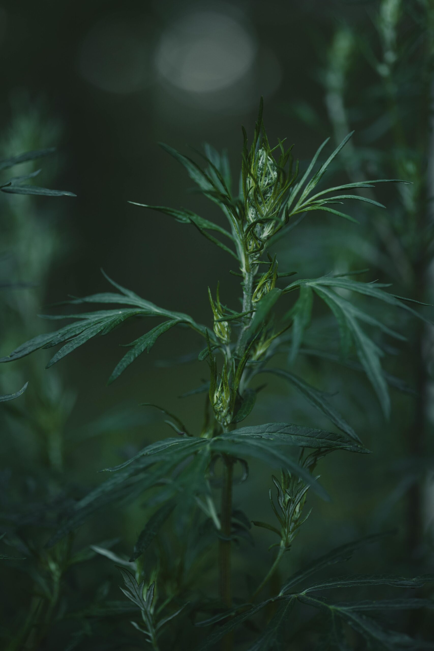 HEALTH BENEFITS OF A MUGWORT LEAF A detailed view of mugwort leaves in a dark and moody setting, perfect for nature enthusiasts.
