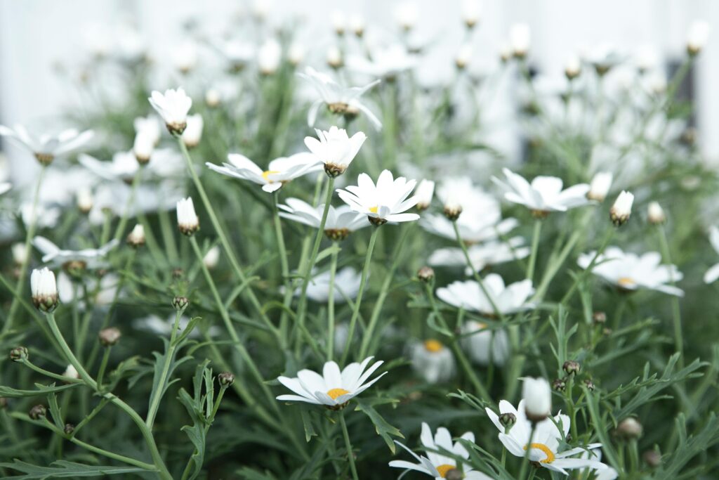 MEDICINAL BENEFITS OF A CHAMOMILE FLOWER A vibrant field of blooming chamomile flowers during summertime, showcasing natural beauty.