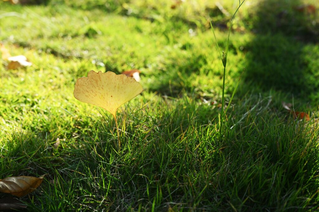 Health benefits of Ginkgo Biloba A golden ginkgo leaf illuminated by the sun on a vibrant green grass field.