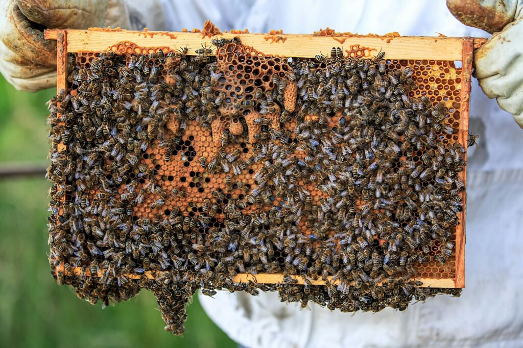 Detailed view of bees on a honeycomb frame held by beekeeper outdoors.