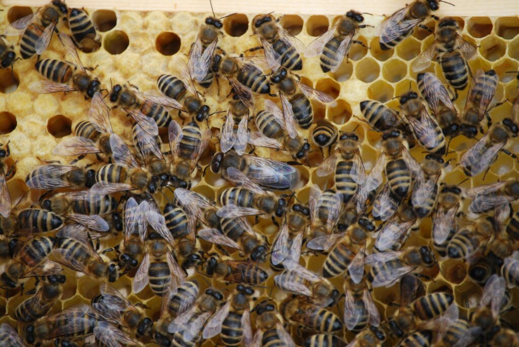 Detailed close-up of honeybees swarming over a honeycomb in a natural setting.